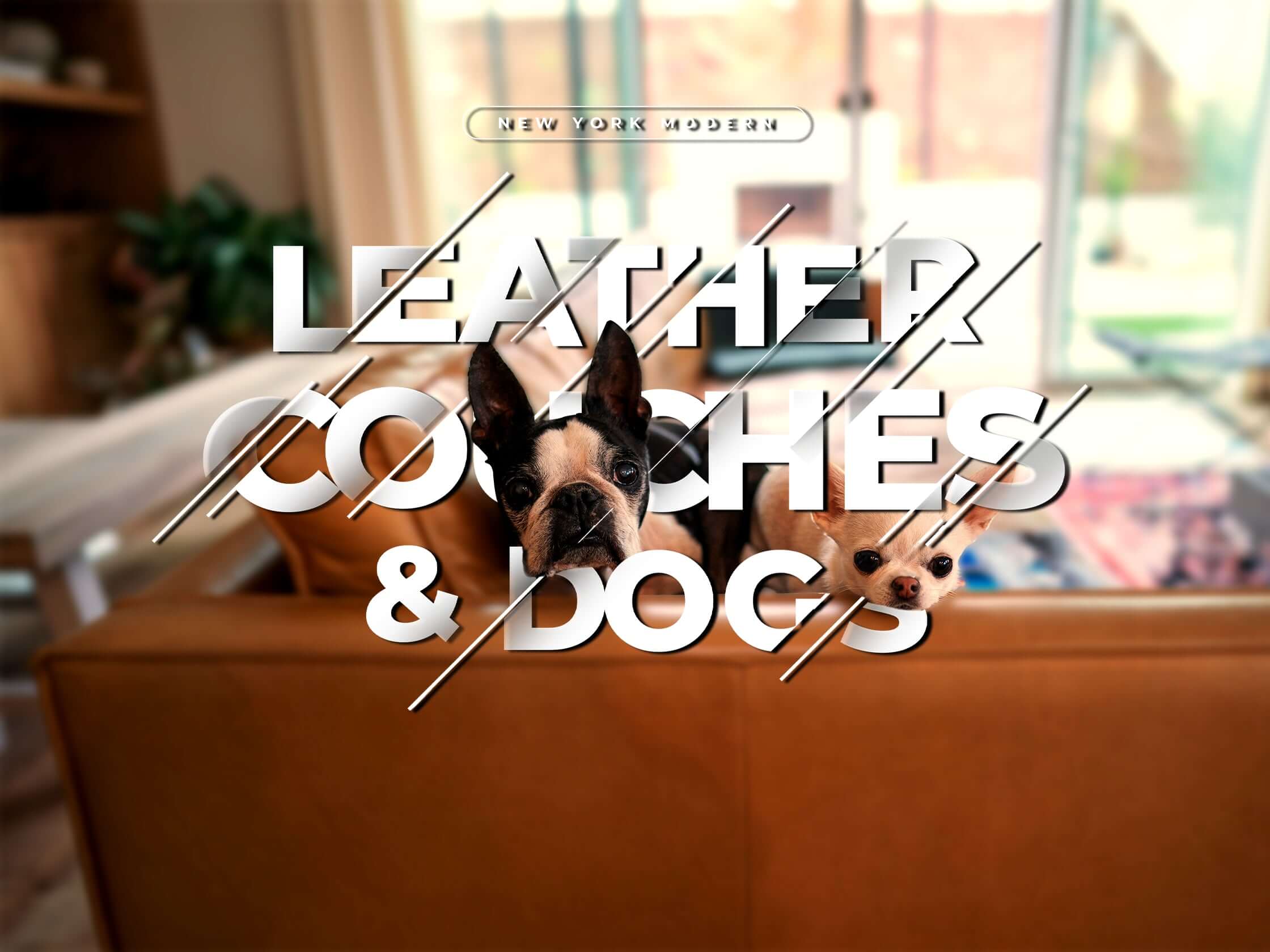 Leather Couches And Dogs Blog Banner